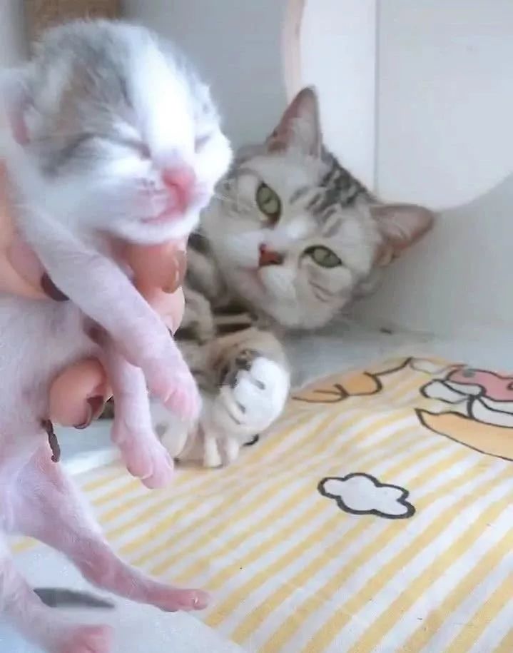 猫咪绝望到无助,猫咪绝望哭了