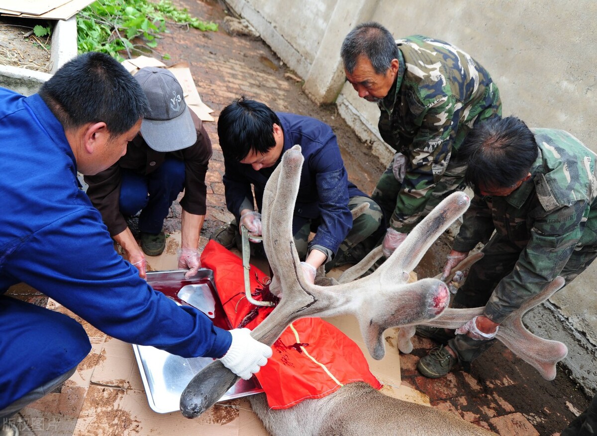 割鹿茸时梅花鹿会不会感觉到痛,梅花鹿鹿茸割掉会痛吗