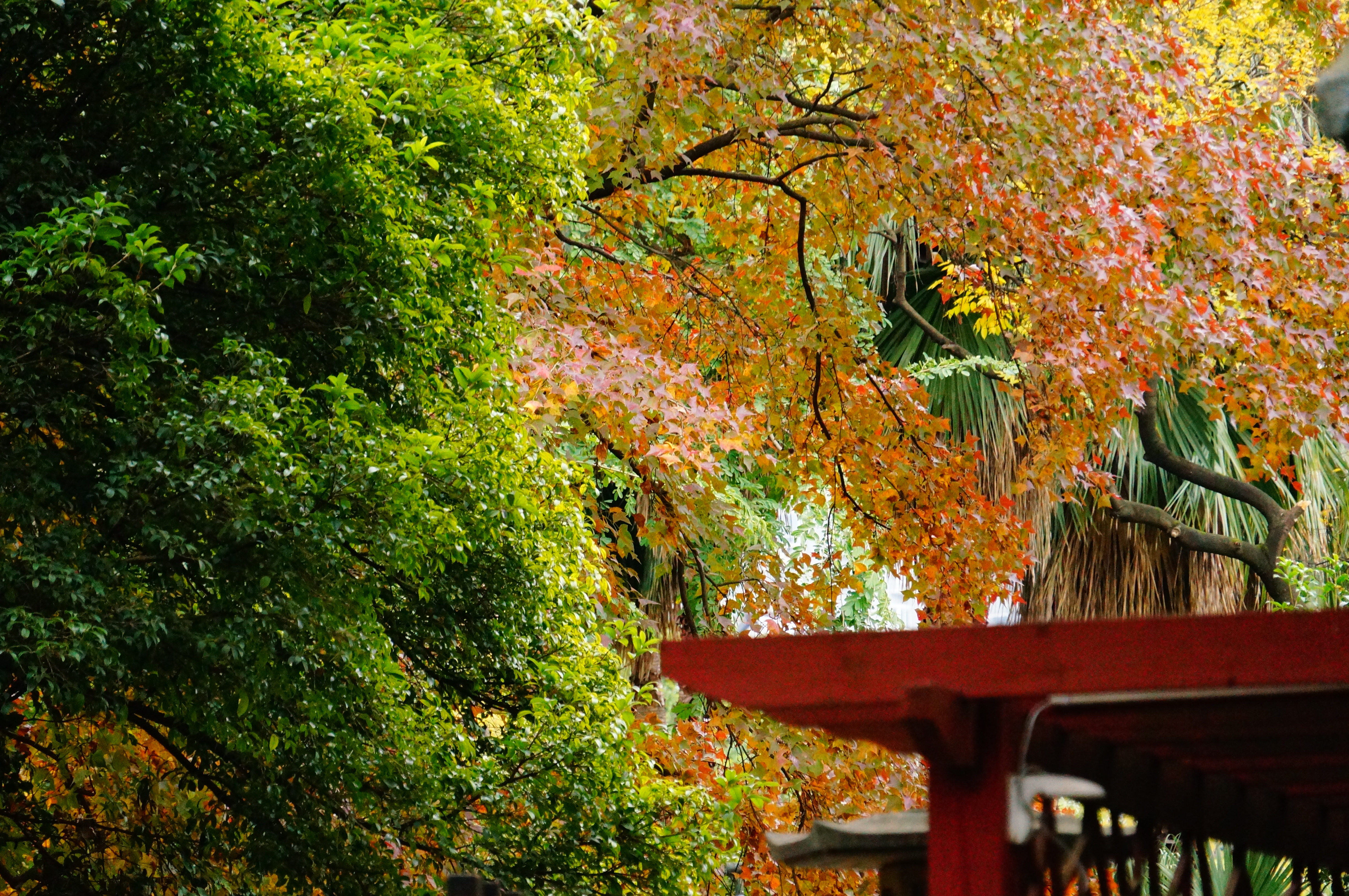 柳州的柳侯公园景色,柳州的秋天美景
