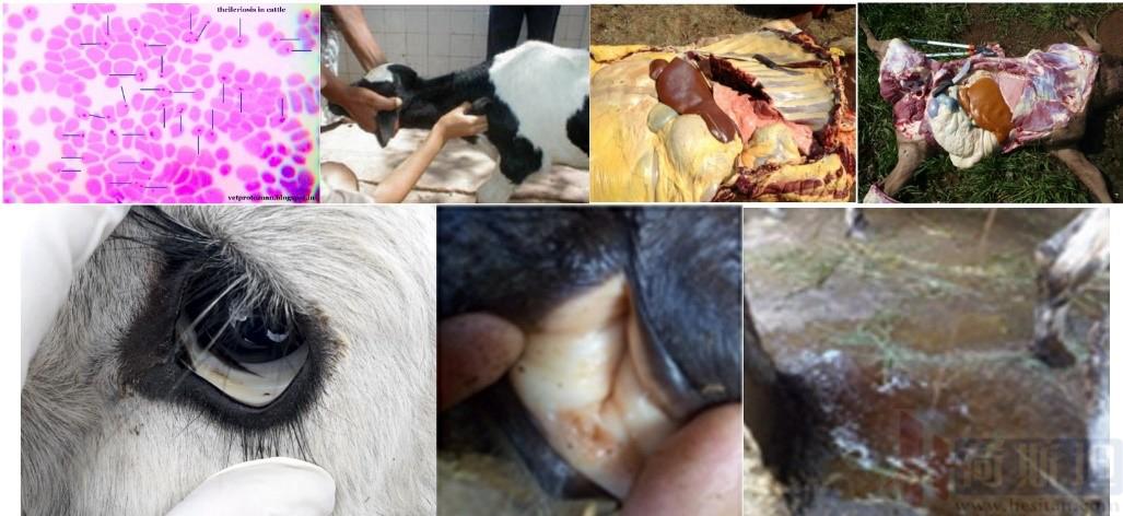 张廷青,张廷青简介