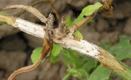 西瓜枯萎病根腐病怎么治,西瓜菌核病图片大全