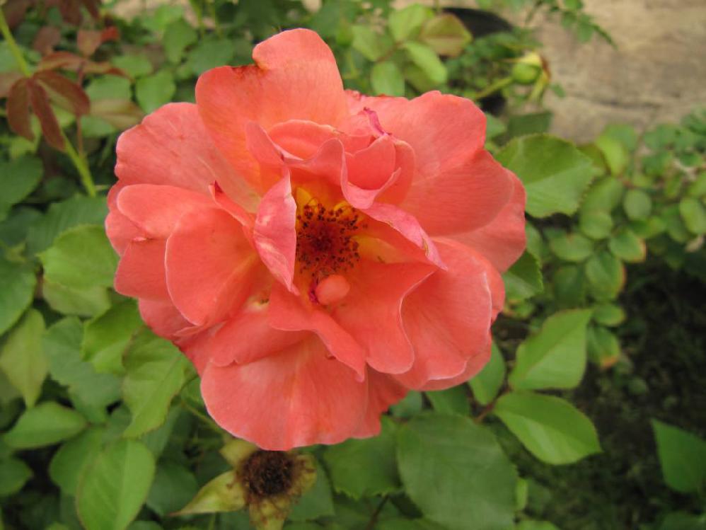 北京常见的树有哪些,北京绿化月季品种