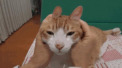 猫粮到底要怎么选好的品牌,一般怎样选择猫粮好