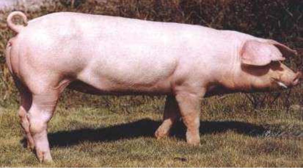 土母猪要配什么种好,土母猪好吗