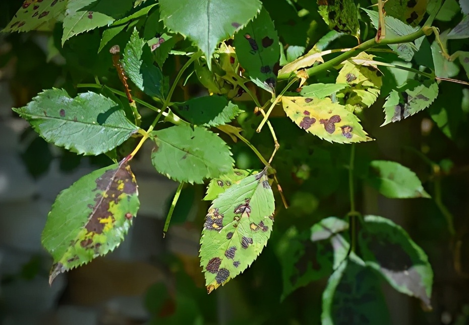 盆栽玫瑰花怎么栽培视频教程,盆栽玫瑰花在家怎么摆放
