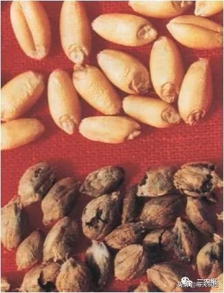 小麦三种病必防,小麦黑粉病的症状和治疗方法