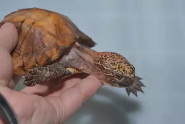 八角灵龟是不是保护动物,锯缘龟八角灵龟