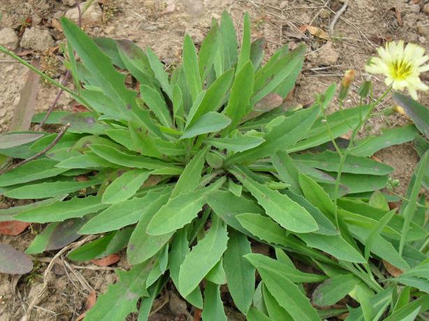 农村常见喂猪的猪菜,广东农村常见猪菜