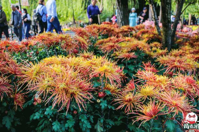 福州菊花展21年还有吗,福州西湖菊花展人山人海