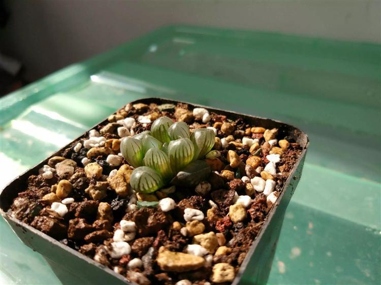 玉露不烂根不徒长,多肉玉露徒长怎么处理