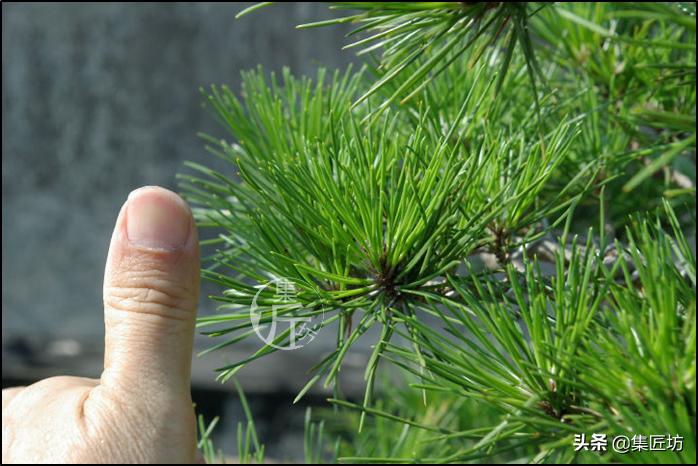黑松盆景造型实例图解 (小型黑松造型盆景)