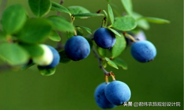 德安老山湾生态庄园一日游,江西山谷春果桑园生态旅游山庄