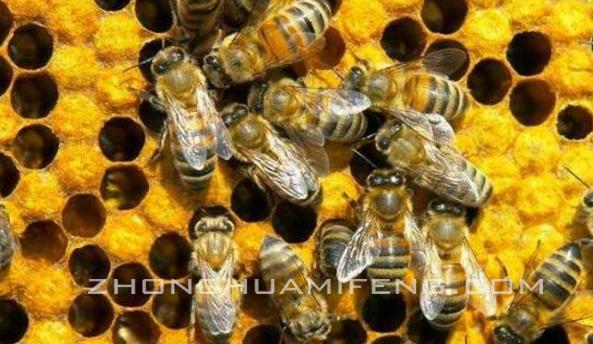 蜂群越冬期,论蜜蜂是怎么采蜜的