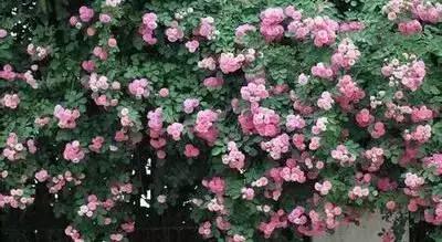 摄影艺术100种花的花语太全了,100种花卉和花语