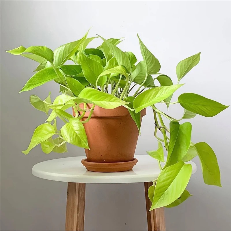 适合阳光暴晒的观叶绿植,适合室内养的高端观叶绿植