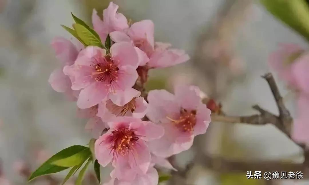 南阳赏花最佳地点,南阳春天赏花的地方有哪些推荐
