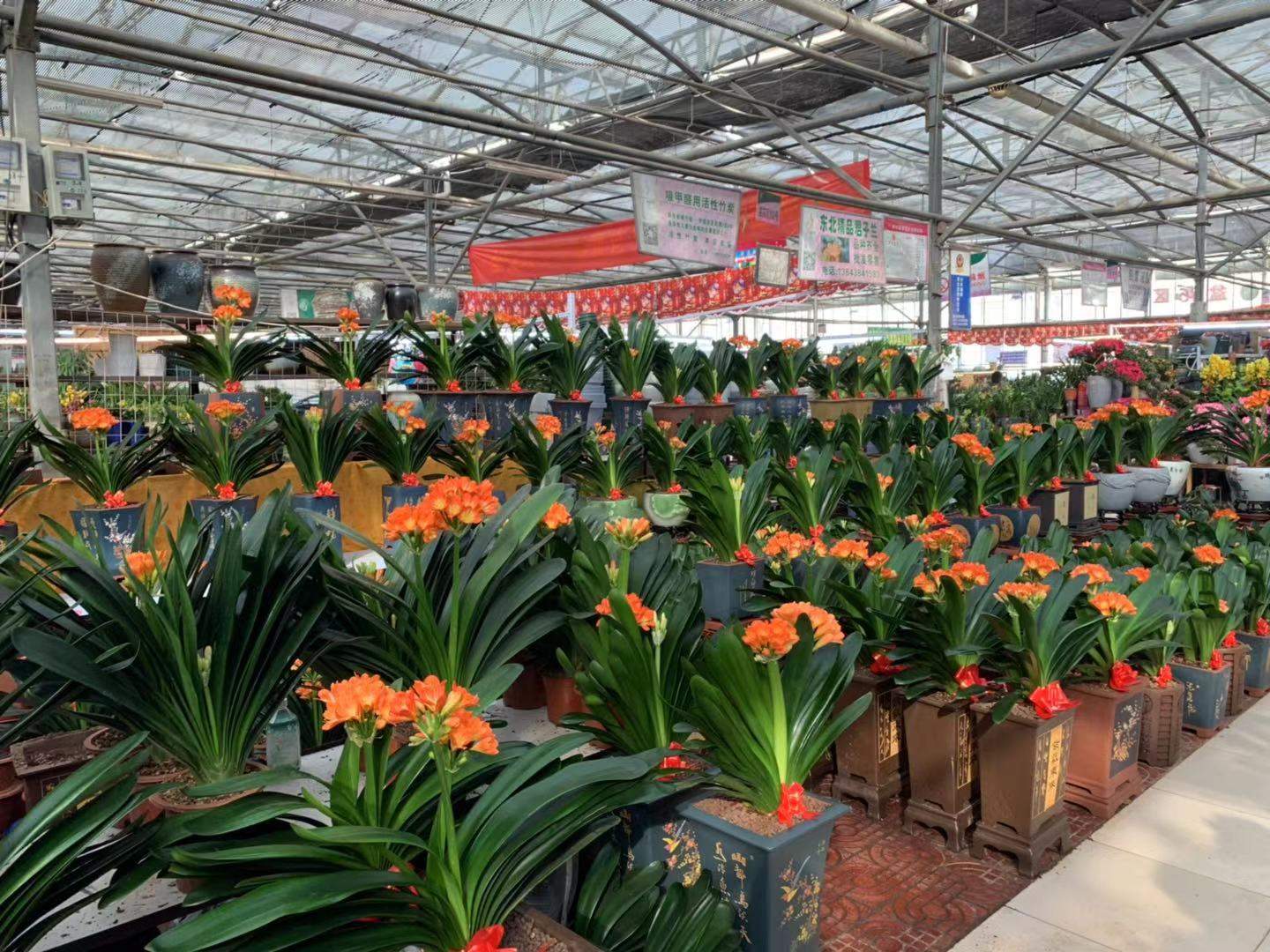 花卉市场旺季不旺的原因,花卉市场迎来销售高峰