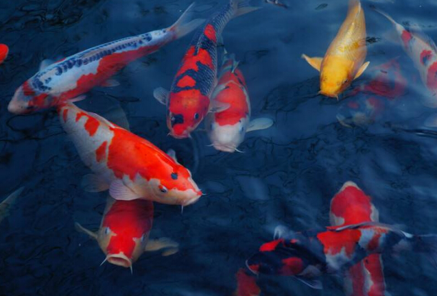 楗插吇閿﹂菠楸肩殑姘存俯,楗插吇閿﹂菠楸艰兘鍚冧箞