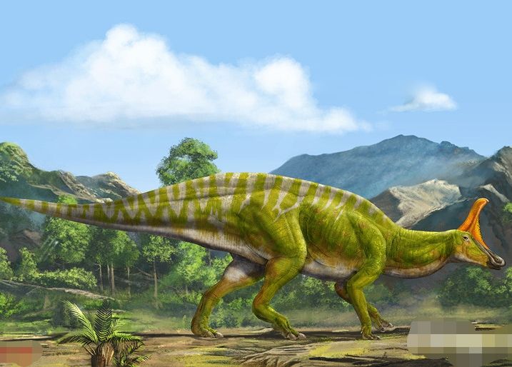 山东哪里有恐龙乐园,山东恐龙和其他恐龙对比