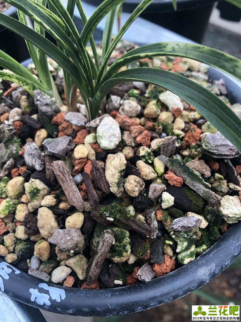 养兰花为什么“润”难掌握，如何找到润的平衡点，达到想要的润