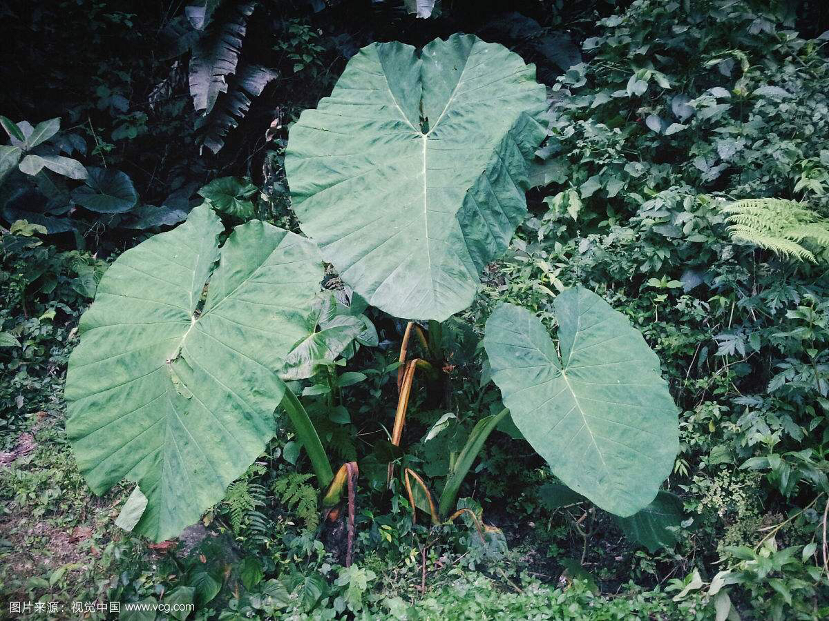 中药材野芋图片,中药材野芋叶