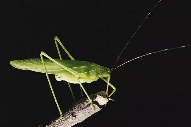 柑橘12月有什么病害虫害,柑橘全年病害虫害最新防治方法