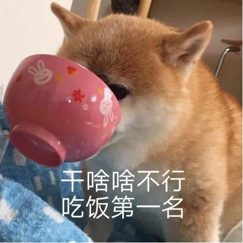 网上都在说猫是液体的，很多人猫奴也认同