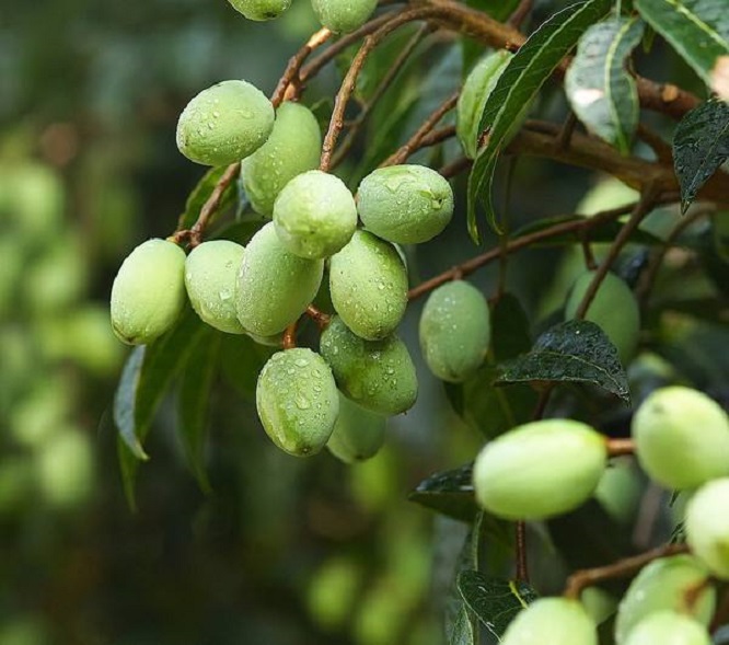 由神话开始，橄榄是如何从原始崇拜成为系统的橄榄文化的？