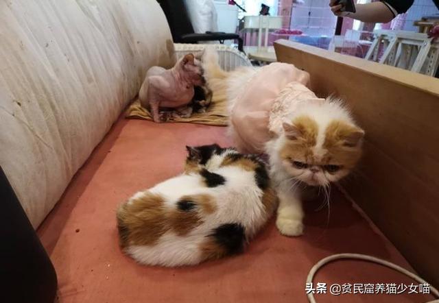 鐚閬楀純鐚挅,鐚挭琚仐寮冨湪鐚挅