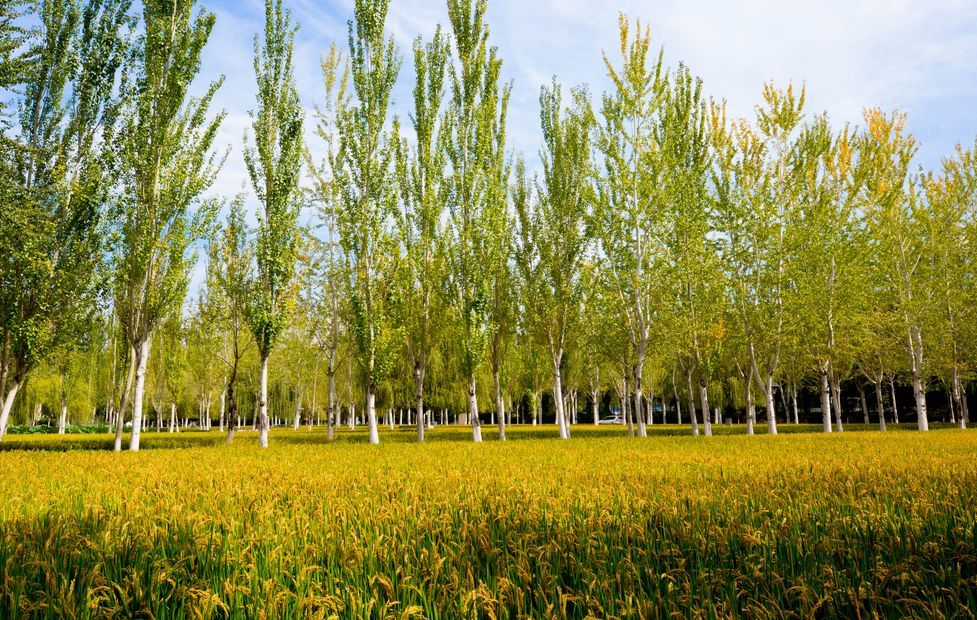 沈阳建筑大学|东北的一所另类大学