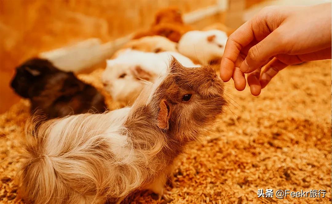 中国世界美食之都,中国世界美食之都排名