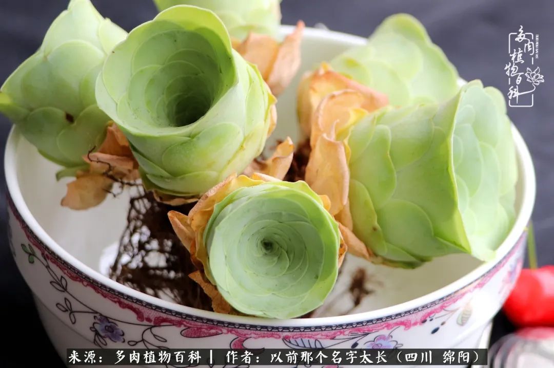 山地玫瑰夏天,山地玫瑰花怎么玩