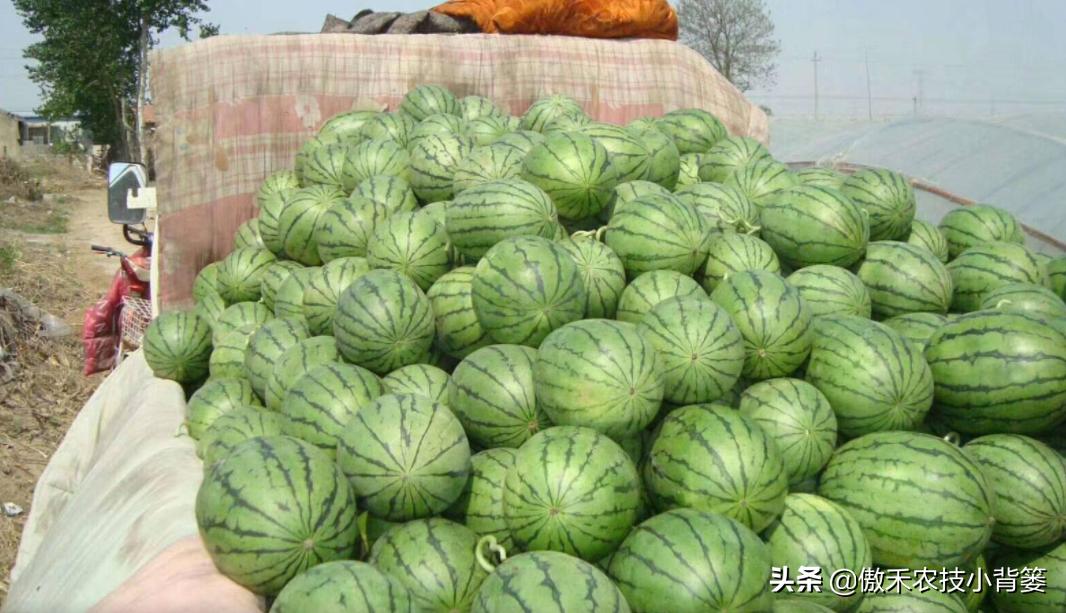 甜王西瓜种植全套技术,金纯甜王西瓜种植前景
