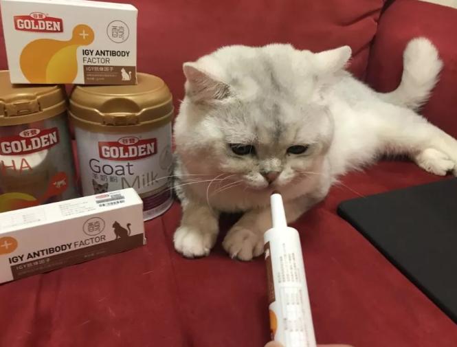 猫咪每天舔主人手指,猫咪给正在上厕所的猫咪舔毛