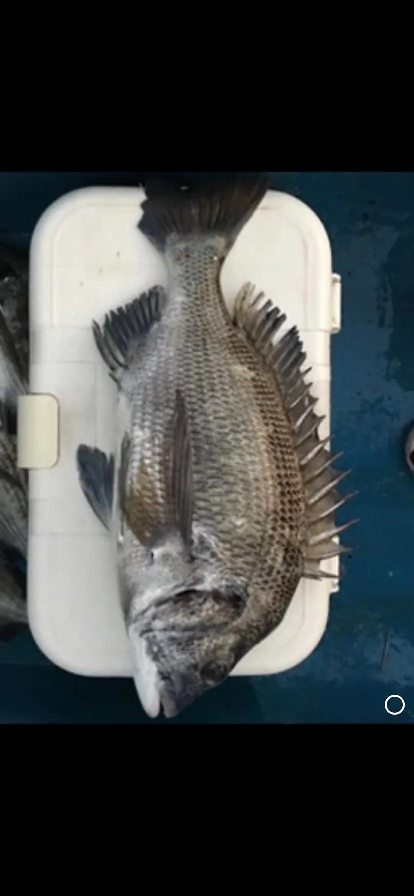 深圳惠州海钓最佳地点,惠州排名第一的海钓地点