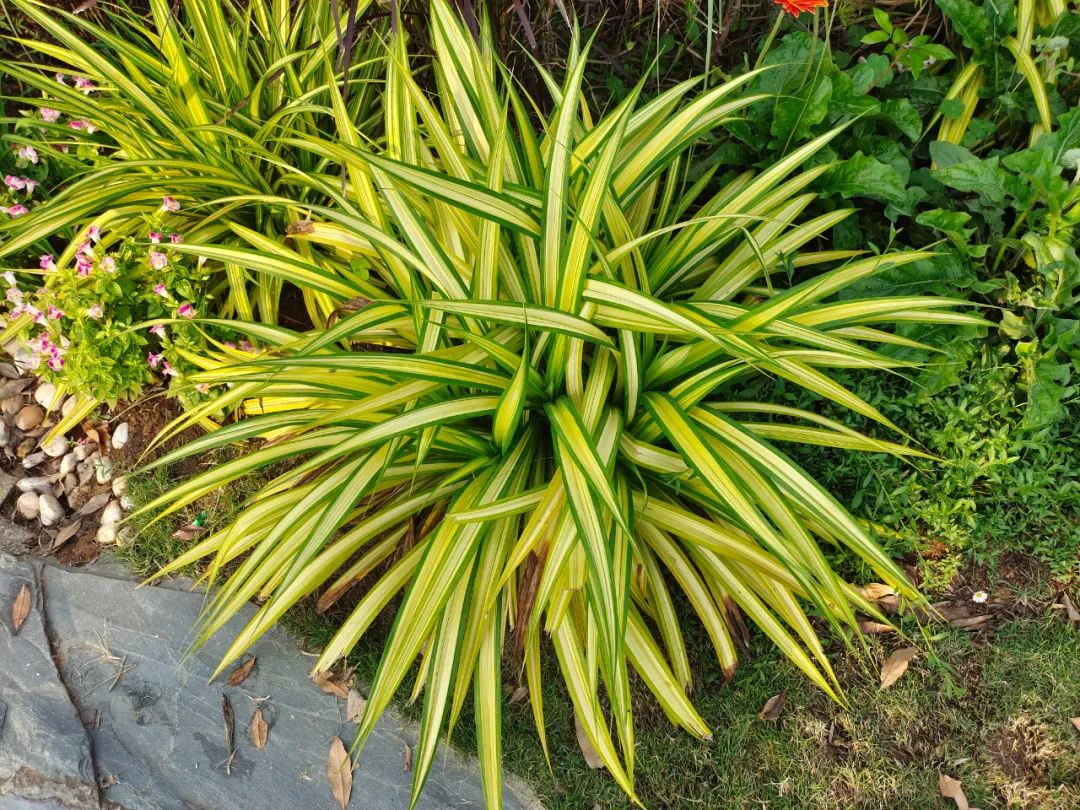 盆栽植物僵苗怎么了,养的植物总是僵苗