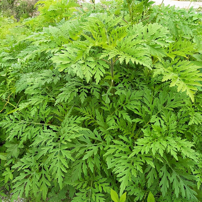 农村常吃的40种野菜你吃过几种呢,这10多种野菜你吃过哪些