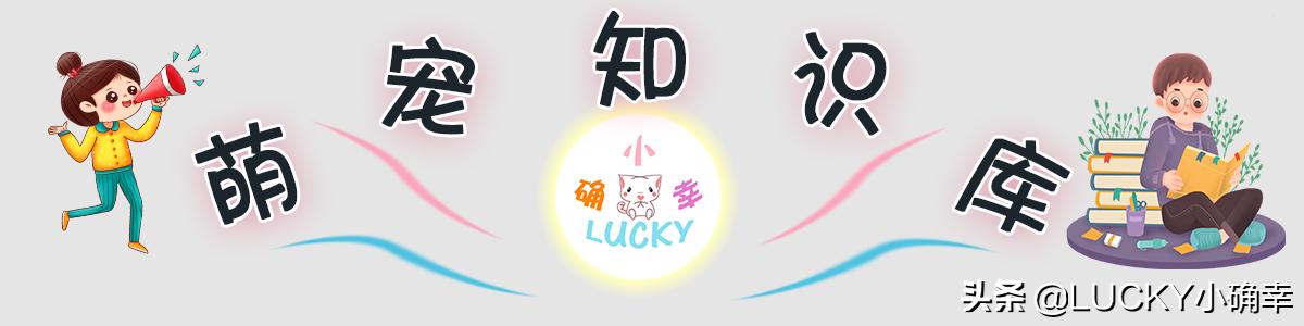 猫咪打喷嚏不用太紧张，可能只是喝水呛鼻子，怎么及时处理？