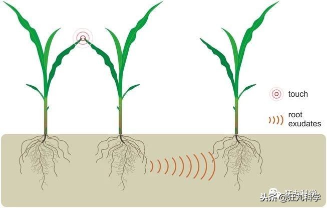 家里阳台上全是花草,家里阳台上的绿植