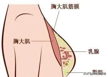 女性胸部知识你知多少,女性胸部知识科普