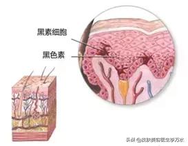 关于皮肤美白的好方法,肌肤美白的方法医学