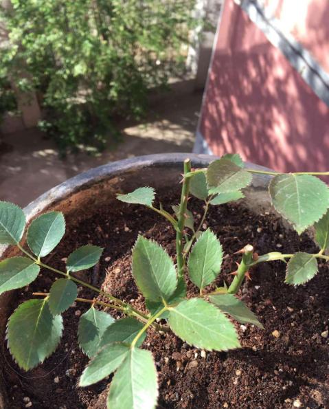 怎样让月季花朵变大,怎样让地栽月季冠幅变大