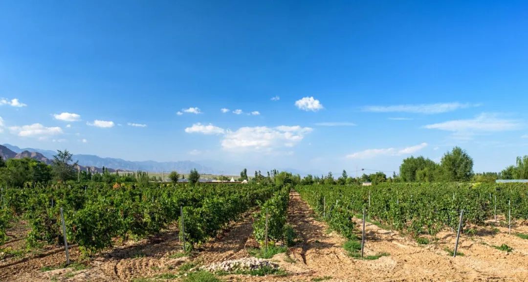 喝红酒为什么那么难,喝红酒为什么不倒满