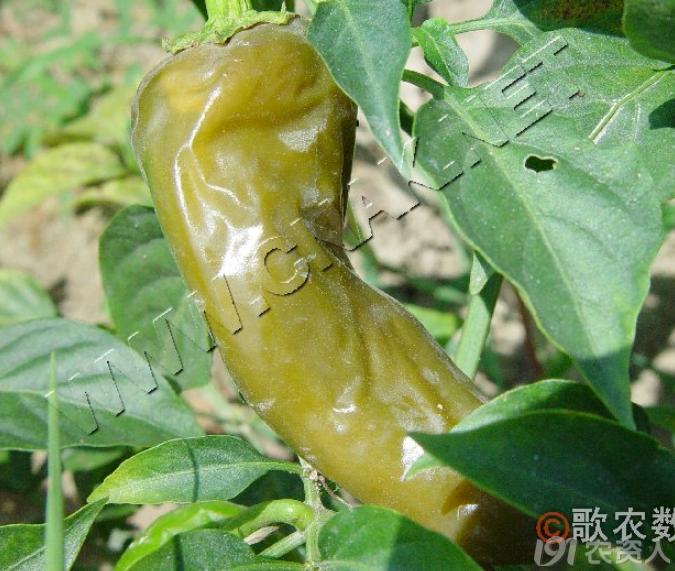 蔬菜细菌病图片大全,破解蔬菜病虫害之谜