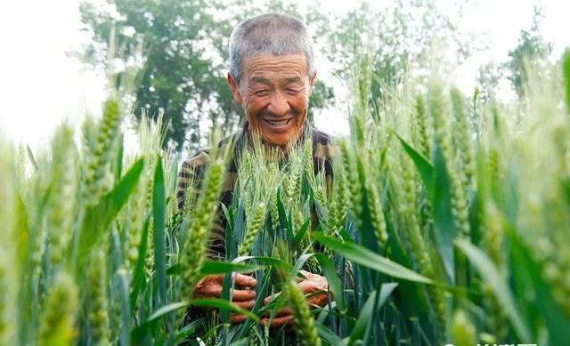 除草剂最佳解除药害时间,棉花除草剂残留药害了怎么补救