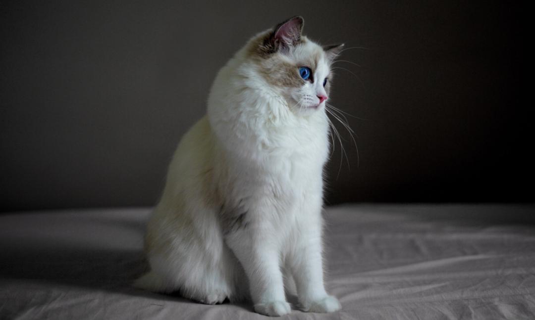 关于猫打疫苗的说说,猫打疫苗后需要注意哪些