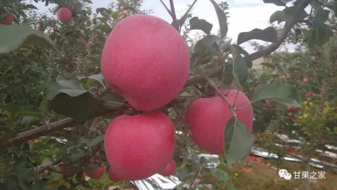 最常见的苹果5个品种,各种类型苹果
