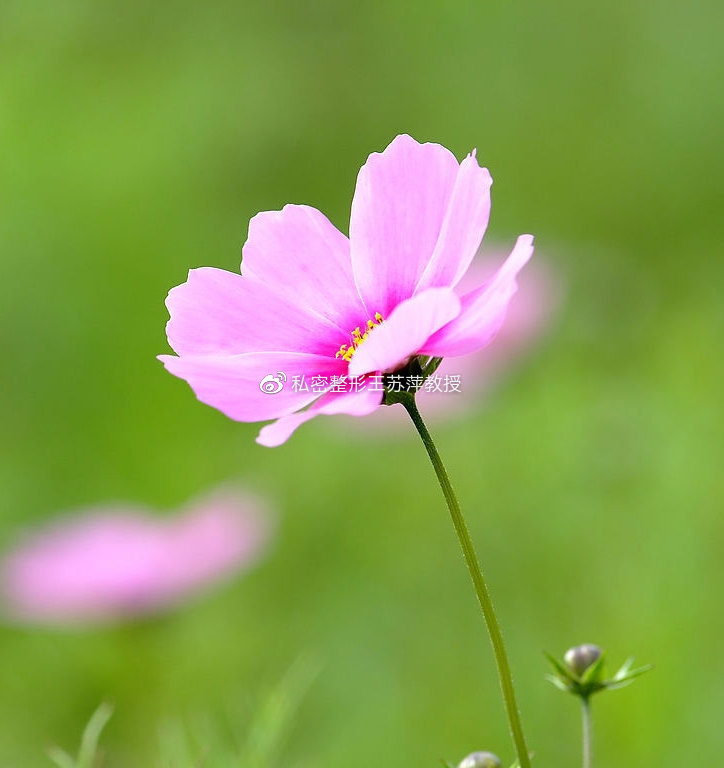 什么是盆腔积液？盆腔积液需要治疗么？一文解读误区