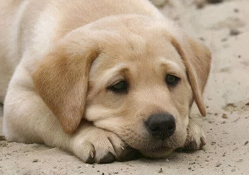 人狗寄生虫,狗狗得寄生虫病去医院治要多少钱