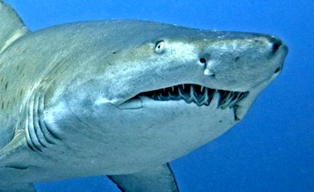 鲨鱼的种类及名称视频,鲨鱼的种类和生活习性